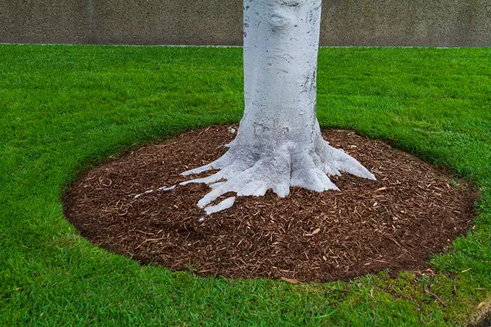 Mulching in San Angelo, TX