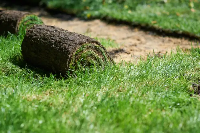 Sod Installation in San Angelo, TX