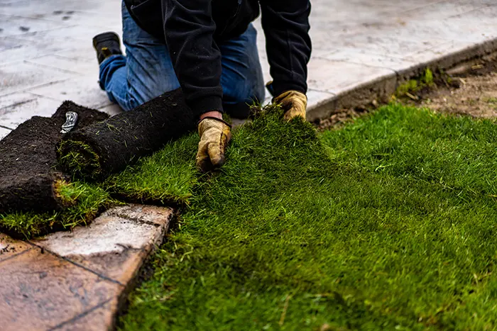 How long after installing sod can you walk on it in San Angelo, TX